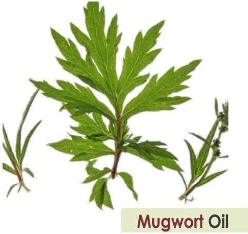 Salvia Mugwort (Artemisia vulgaris) Oil | Pure & Natural Undiluted Steam Distilled Essential Oil - 30ml