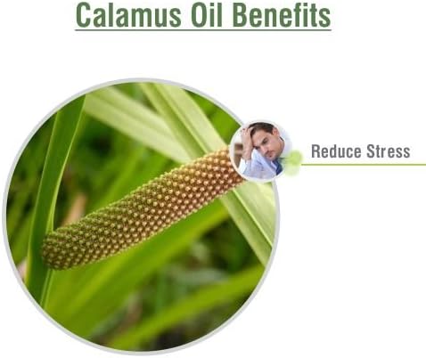 Calamus Oil (Acorus Calamus) Therapeutic Essential Oil by Salvia Amber Bottle Natural Uncut Undiluted Pure Cold Pressed Aromatherapy Premium Oil - 15ML/ 0.5 fl oz