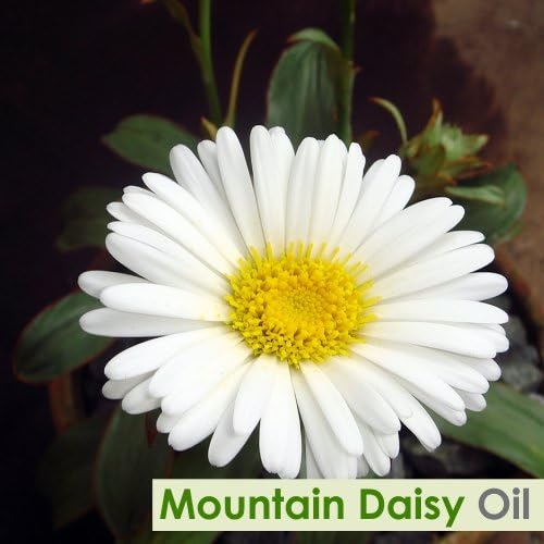 Mountain Daisy (Celmisia Spectabilis) Essential Pure & Natural Undiluted Uncut Oil - 15 ml