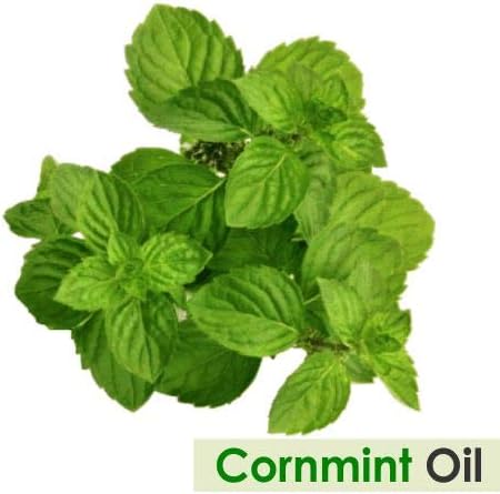 Salvia Cornmint (Mentha arvensis) Oil - 30ml/1.014Fl Oz
