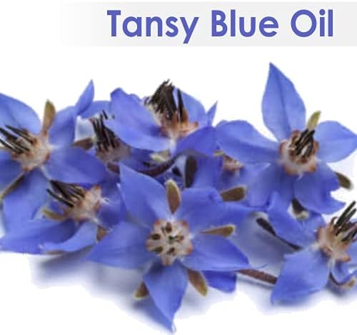 Salvia Tansy Blue Organic Standard Oil 15ml/0.50fl oz - Pure & Natural Undiluted Aromatherapy Oil