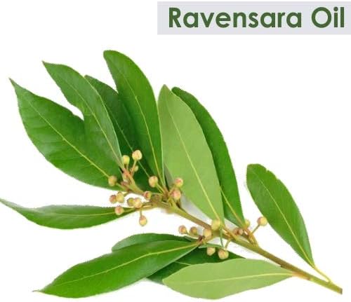 Ravensara Oil (Ravensara Aromatic) Natural Pure Undiluted Uncut Essential Oil - 30ml (1.01 fl oz) Pack of 1