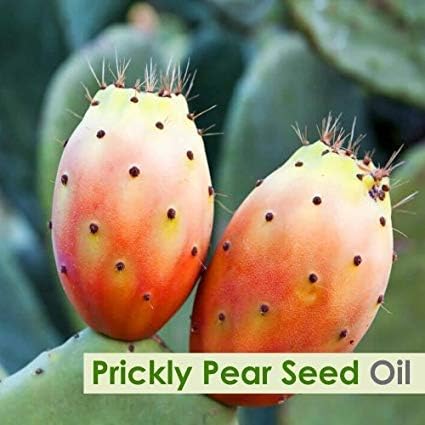 Salvia Prickly Pear Seed (Opuntia Ficus-Indica) Essential Oil Pure, Undiluted and Organic - Natural, Premium Aromatherapy Oil - Therapeutic Grade - 50 ML with Dropper