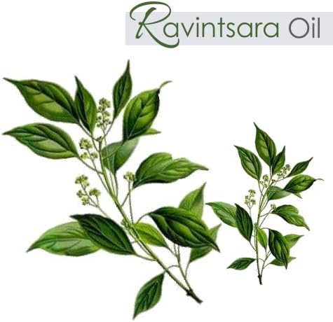 Ravensara Oil (Ravensara Aromatic) Natural Pure Undiluted Uncut Essential Oil - 15ml (.50 fl oz) Pack of 1