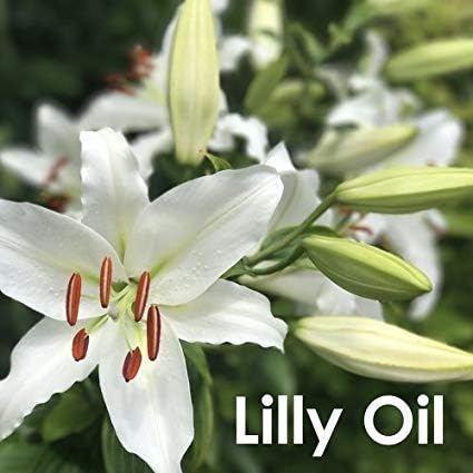 Salvia Lily (Lilium Auratum) Oil - 30ml/1.014Fl Oz - 100ml/3.38Fl Oz with Dropper