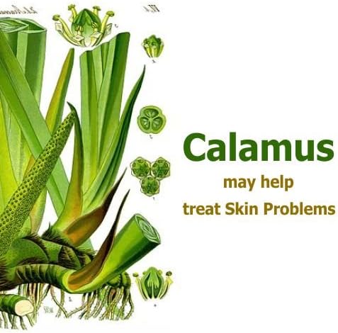 Calamus Oil (Acorus Calamus) Therapeutic Essential Oil by Salvia Amber Bottle Natural Uncut Undiluted Pure Cold Pressed Aromatherapy Premium Oil - 15ML/ 0.5 fl oz