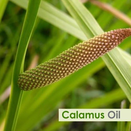 Calamus Oil (Acorus Calamus) Therapeutic Essential Oil by Salvia Amber Bottle Natural Uncut Undiluted Pure Cold Pressed Aromatherapy Premium Oil - 15ML/ 0.5 fl oz
