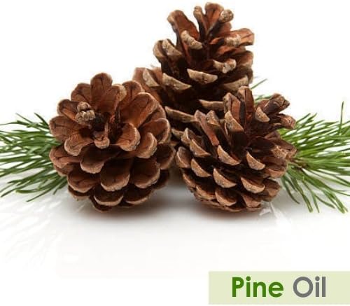 Pine (Pinus Sylvestris) Essential Oil 100% Pure & Natural - Undiluted Uncut Oil - Use for Aromatherapy - Therapeutic Grade - 50ml