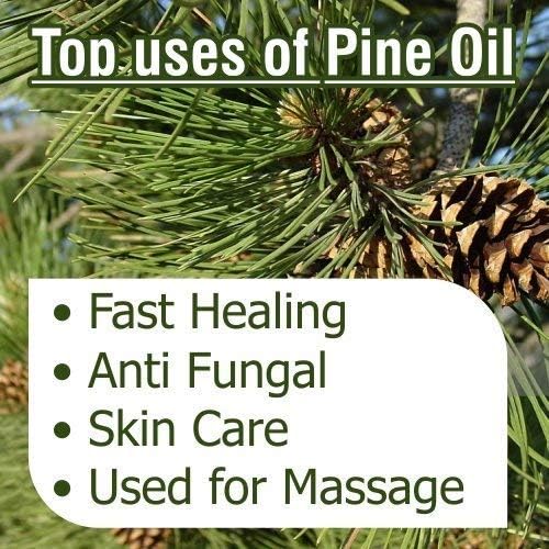 Pine (Pinus Sylvestris) Essential Oil 100% Pure & Natural - Undiluted Uncut Oil - Use for Aromatherapy - Therapeutic Grade - 50ml